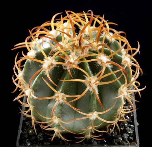 Melocactus_bellavistensis_1